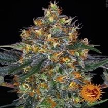 Moby Dick Auto Feminised (Barneys Farm Seeds) Cannabis Seeds