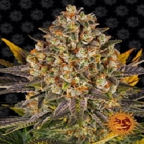 Banana Punch Feminised (Barneys Farm Seeds) Cannabis Seeds