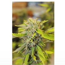 Karel's Herer Haze (Super Sativa Seed Club) Cannabis Seeds