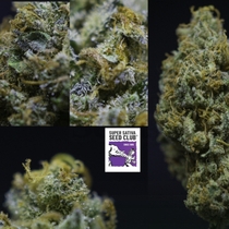 Golden Apple Haze (Super Sativa Seed Club) Cannabis Seeds