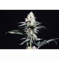 Lava Freeze (Super Sativa Seed Club) Cannabis Seeds