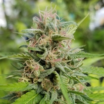 Friesland (Super Sativa Seed Club) Cannabis Seeds