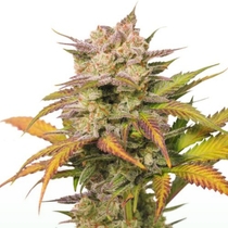 Sweet Bourbon Auto Kush (Super Sativa Seed Club) Cannabis Seeds