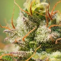 Auto Elephant (Super Sativa Seed Club) Cannabis Seeds