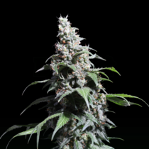 Pineapple Poison (Super Sativa Seed Club) Cannabis Seeds