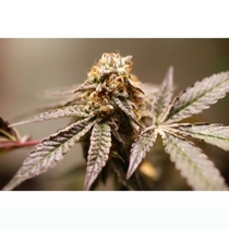  Purple OG Punch (Super Sativa Seed Club) Cannabis Seeds