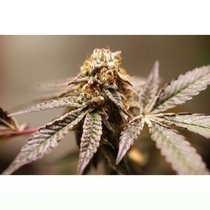Purple OG Punch (Super Sativa Seed Club) Cannabis Seeds
