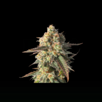 Strawberry Chemdawg OG (Super Sativa Seed Club) Cannabis Seeds