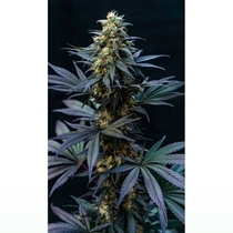 Black Lebanon (Super Sativa Seed Club) Cannabis Seeds