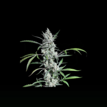 Fat Pete's Cookies Auto (Super Sativa Seed Club) Cannabis Seeds