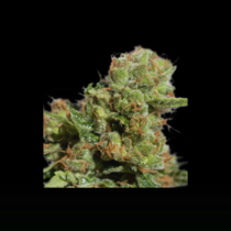 Auto Bruce Lemon Diesel (Super Sativa Seed Club) Cannabis Seeds
