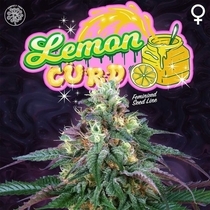 Lemon Curd Feminised (Perfect tree seeds) Cannabis Seeds