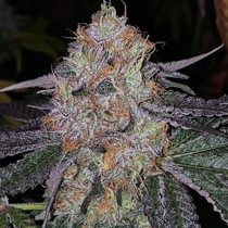 Fruit Dropss Feminised (The Plug Seedbank Seeds) Cannabis Seeds