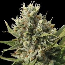 Amnesiac Auto (Spliff Seeds) Cannabis Seeds
