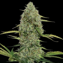 Mega Power Plant Auto (Spliff Seeds) Cannabis Seeds