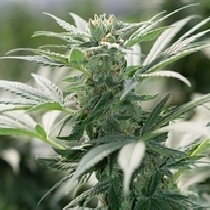 Morning Star Feminised (Emerald Triangle Seeds) Cannabis Seeds