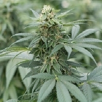 Gorilla Glue #4 Feminised (Emerald Triangle Seeds) Cannabis Seeds
