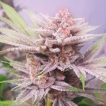 Banana Dance Feminised (Freedom Of Seeds) Cannabis Seeds