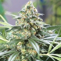 Banana Split Auto (BSB Genetics Seeds) Cannabis Seeds