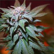  Cali Collection Train Wreck (BSB Genetics Seeds) Cannabis Seeds