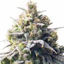 Mega Bucks Auto (Yieldmonger seeds) Cannabis Seeds