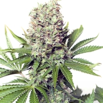 Jumbo Runtz feminised (Yieldmonger seeds) Cannabis Seeds