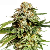 Super Scoop Feminised (Yieldmonger seeds) Cannabis Seeds
