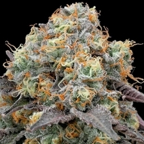 41 Sherb Feminised (Grounded Genetics) Cannabis Seeds