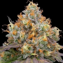 Blue Bacio Feminised (Grounded Genetics) Cannabis Seeds