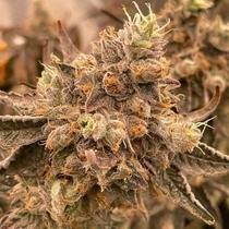 Peach Runtz Regular (Spitfire Genetics ) Cannabis Seeds