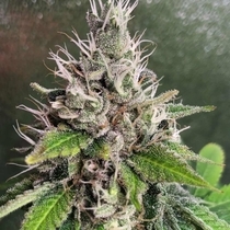GMP aka Genetically Modified Peachz Regular (Spitfire Genetics ) Cannabis Seeds