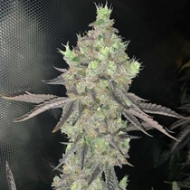 Watzapp Regular (Spitfire Genetics ) Cannabis Seeds