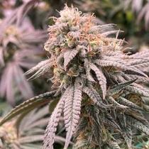 Peach Mac Regular (Spitfire Genetics ) Cannabis Seeds
