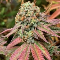 Tiizer Regular  (Spitfire Genetics ) Cannabis Seeds