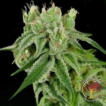 Banana Split Regular (Crockett Family Farms) Cannabis Seeds