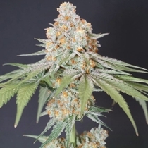 Sweets Tini Regular (Karma Genetics Seeds) Cannabis Seeds