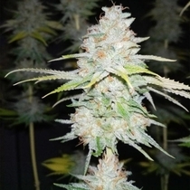 Guava Cake Feminised (Grateful Seeds) Cannabis Seeds