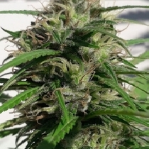 New Caledonia Regular (Ace Seeds) Cannabis Seeds