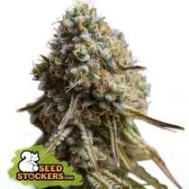 Wedding glue auto feminised (SeedStockers Seeds) Cannabis Seeds