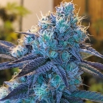 Caviar Lime Feminised (Grounded Genetics) Cannabis Seeds