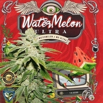 WaterMelon Ultra Feminised (TH Seeds) Cannabis Seeds