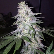 Blessed by Banana Feminised (Grateful Seeds) Cannabis Seeds