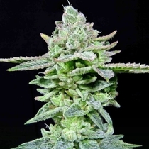 Dirty Pam Feminised (Grateful Seeds) Cannabis Seeds