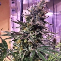 Hawaiian Pizza Feminised (Grateful Seeds) Cannabis Seeds