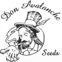 Don Mac 1 Feminised (Don Avalanche Seeds) Cannabis Seeds