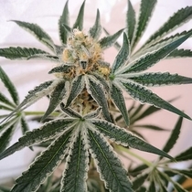 Petrol Skunk Regular (Old School Genetics Seeds) Cannabis Seeds