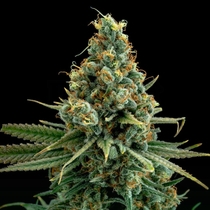 Sour Patch Kiss Feminised (Elev8 Seeds) Cannabis Seeds
