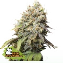 Bruce Banner (SeedStockers Seeds) Cannabis Seeds