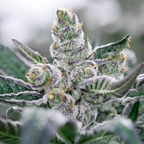 Banana Punch Feminised (Discreet Seeds) Cannabis Seeds