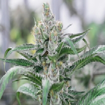 Banana Punch Auto feminised (Discreet Seeds) Cannabis Seeds